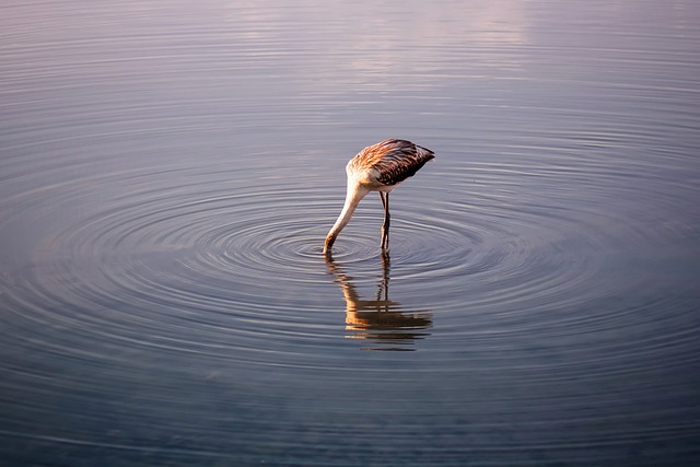 1686382087438746.jpg flamingo-5522050_640.jpg